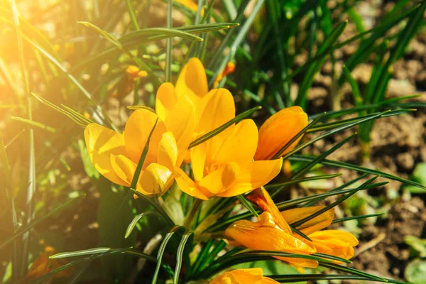 Blühende Blütenknospen Einem Frühlingsgarten Aus Nächster Nähe Bunte Pflanzen Auf — Stockfoto