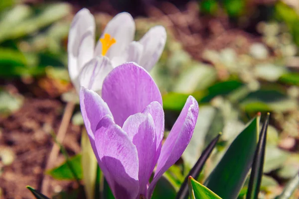 Blossoming Flower Buds Spring Garden Close Multicolored Plants Planted Open — Stock Photo, Image