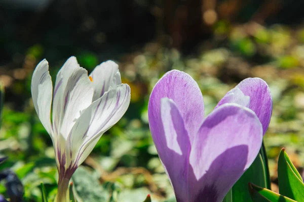 Blossoming Flower Buds Spring Garden Close Multicolored Plants Planted Open — Stock Photo, Image