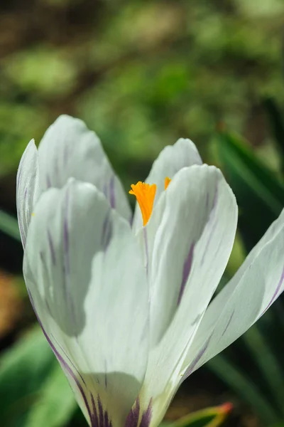 Blossoming Flower Buds Spring Garden Close Multicolored Plants Planted Open — Stock Photo, Image