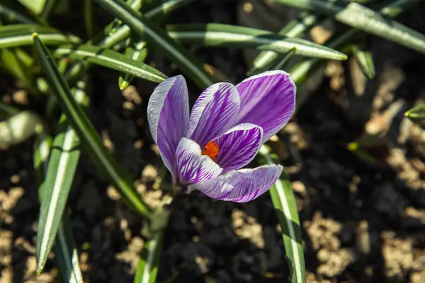 Blossoming Flower Buds Spring Garden Close Multicolored Plants Planted Open — Stock Photo, Image