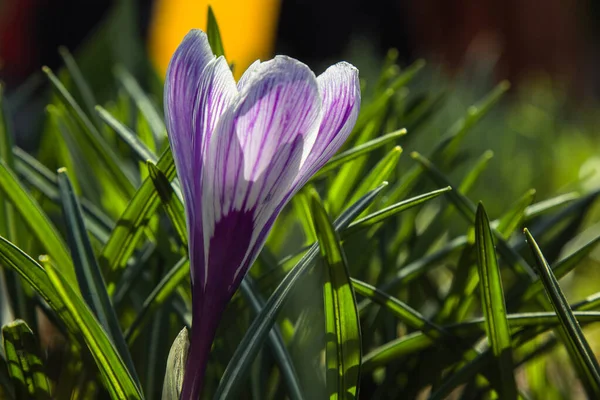 Blossoming Flower Buds Spring Garden Close Multicolored Plants Planted Open — Stock Photo, Image