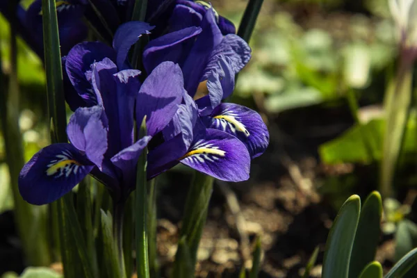 Brotes Flores Flor Primer Plano Jardín Primavera Plantas Multicolores Plantadas — Foto de Stock