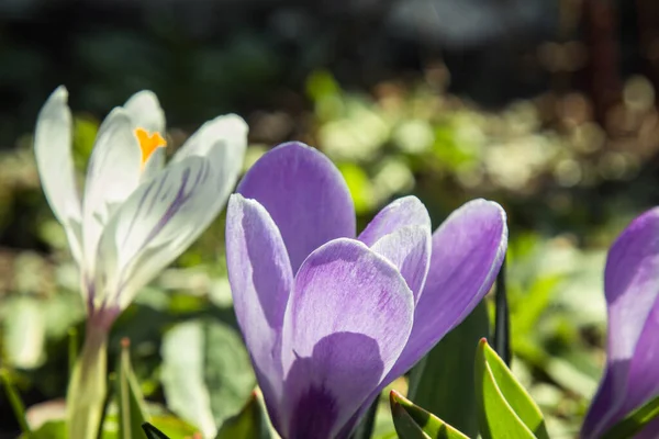 Blossoming Flower Buds Spring Garden Close Multicolored Plants Planted Open — Stock Photo, Image
