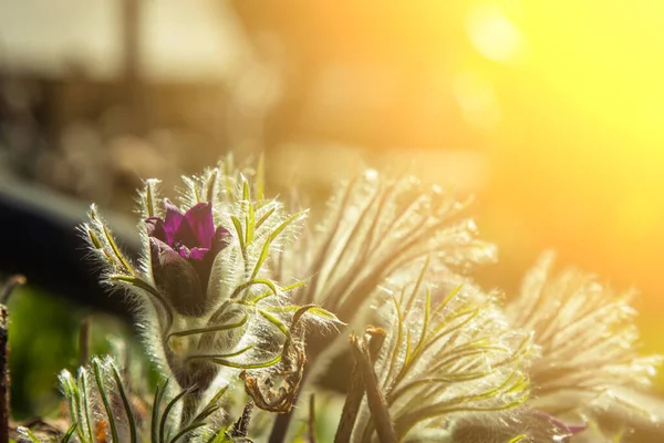 Bahar Bahçesinde Tomurcuklanan Çiçek Tomurcukları Açık Araziye Çok Renkli Bitkiler — Stok fotoğraf