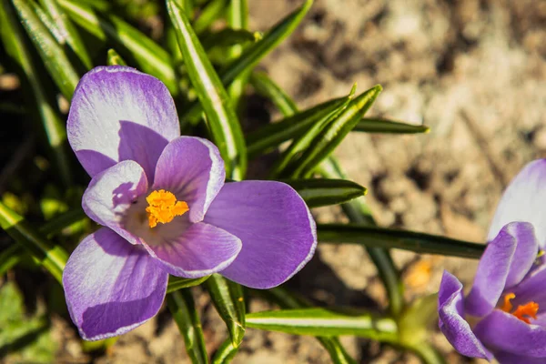 Blossoming Flower Buds Spring Garden Close Multicolored Plants Planted Open — Stock Photo, Image