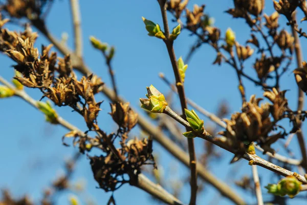 Ungeblasene Knospen Bäumen Kahle Junge Äste Frühling Garten Großaufnahme Auf — Stockfoto