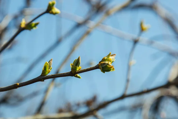 树上未开花的芽 春天的时候 在花园里 在一片模糊的背景下 几乎看不到嫩绿的枝条 — 图库照片