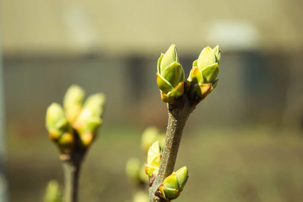 Ungeblasene Knospen Bäumen Kahle Junge Äste Frühling Garten Großaufnahme Auf — Stockfoto