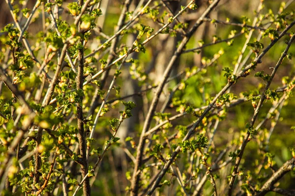 Bourgeons Non Soufflés Sur Les Arbres Jeunes Branches Nues Printemps — Photo