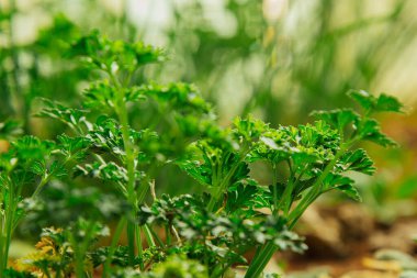 Genç yeşil çimenler bahçedeki açık alanda yetişir. Seedling yeşilliği yakın plan. Makroda çimenlik.