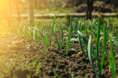 Genç yeşil çimenler bahçedeki açık alanda yetişir. Seedling yeşilliği yakın plan. Makroda çimenlik.