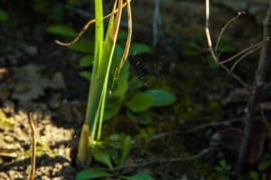 Genç yeşil çimenler bahçedeki açık alanda yetişir. Seedling yeşilliği yakın plan. Makroda çimenlik.