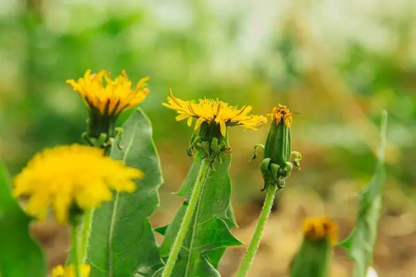 Genç Yeşil Çimenler Bahçedeki Açık Alanda Yetişir Seedling Yeşilliği Yakın — Stok fotoğraf