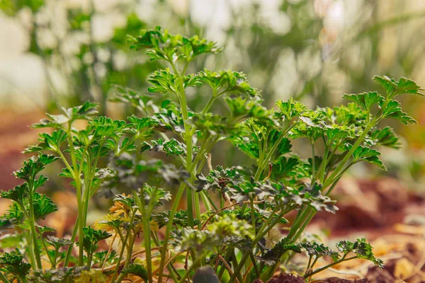 Genç Yeşil Çimenler Bahçedeki Açık Alanda Yetişir Seedling Yeşilliği Yakın — Stok fotoğraf