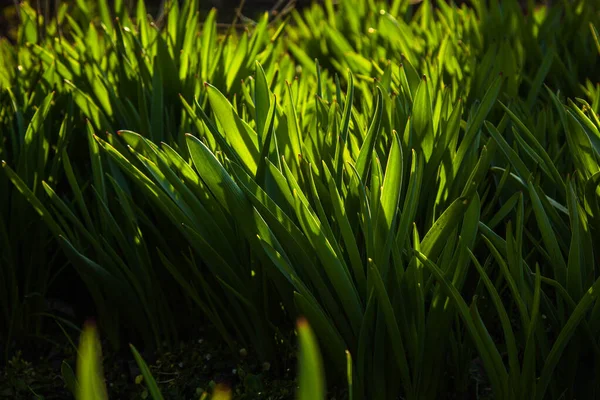 花园里开阔的田野里长着嫩绿的青草 绿化苗木特写 宏观草坪 — 图库照片