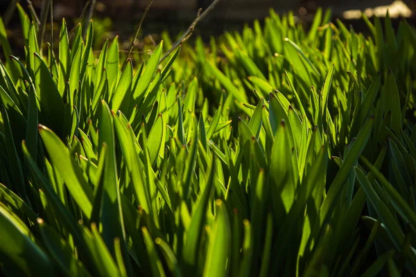 庭の広場に若い緑の草が生えています 緑の密接な苗 マクロに芝生 — ストック写真