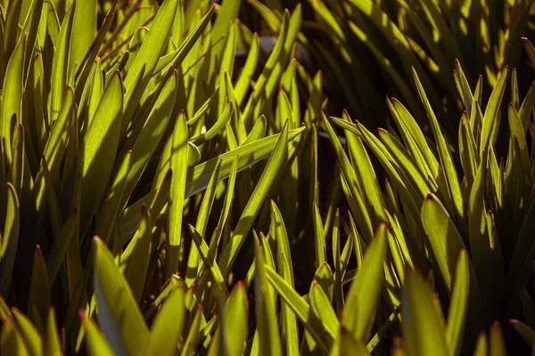 Grama Verde Jovem Cresce Campo Aberto Jardim Mudas Vegetação Close — Fotografia de Stock