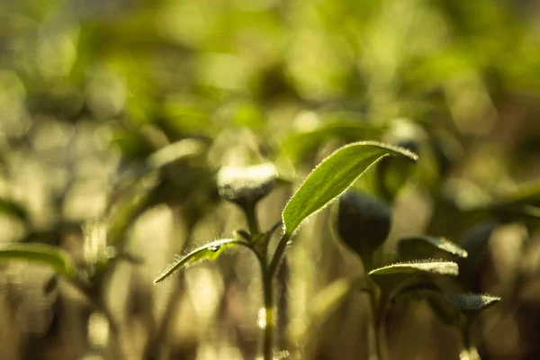 Genç Yeşil Çimenler Bahçedeki Açık Alanda Yetişir Seedling Yeşilliği Yakın — Stok fotoğraf