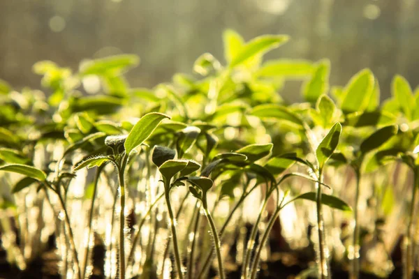 Genç Yeşil Çimenler Bahçedeki Açık Alanda Yetişir Seedling Yeşilliği Yakın — Stok fotoğraf