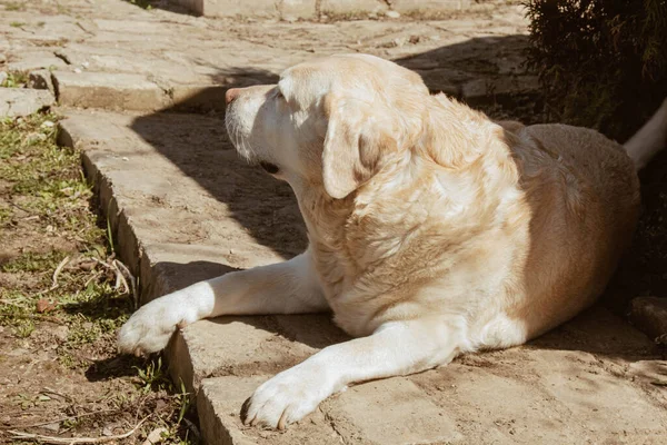 一只白色的拉布拉多犬躺在地上的院子里 这只宠物在街上挣脱了一条皮带 一只孤独的纯种家养的奶油色狗正在休息 — 图库照片