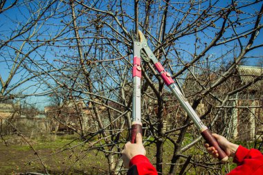 Kız bahar bahçesinde bir meyve ağacının dallarını budama makasıyla kesiyor. Yaz sezonundan önce bitki bakımı.