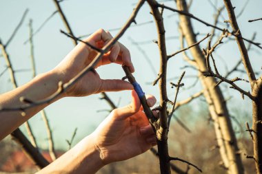 İlkbaharda ağaçları izolasyon bandıyla aşılamak. Meyve bahçesi bakımı. Bitki yetiştiriciliği. Yapraksız dallar.