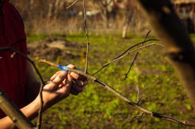 İlkbaharda ağaçları izolasyon bandıyla aşılamak. Meyve bahçesi bakımı. Bitki yetiştiriciliği. Yapraksız dallar.