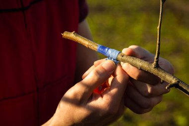 İlkbaharda ağaçları izolasyon bandıyla aşılamak. Meyve bahçesi bakımı. Bitki yetiştiriciliği. Yapraksız dallar.