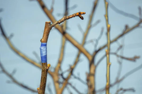 Ympar Träd Med Isoleringstejp Våren Närbild Trädgårdsskötsel Växtodling Filialer Utan — Stockfoto