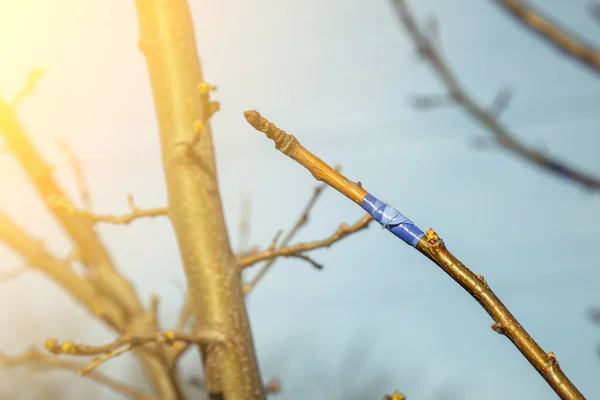 Inocular Árvores Com Fita Isolante Close Primavera Cuidado Pomar Cultivo — Fotografia de Stock