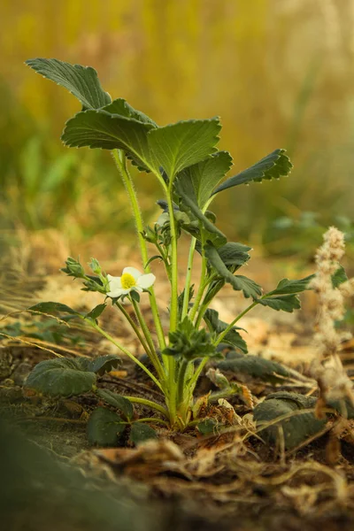 Bahçenin Zemininde Yetişen Genç Çilekler Çilek Makrosu — Stok fotoğraf