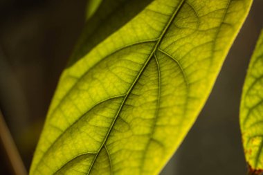 Yeşil yaprak yakın plan. Yaprak döken bitki makrosu. Yaprak yapısı çok yakın..