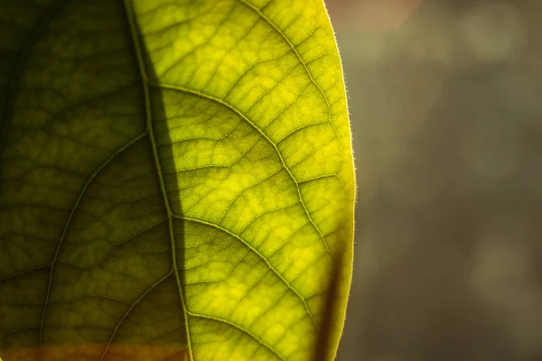 Zielone Zbliżenie Liści Makro Roślinne Liściaste Struktura Liści Jest Bardzo — Zdjęcie stockowe
