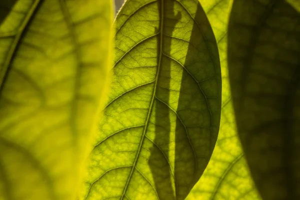 Folha Verde Close Macro Planta Decídua Estrutura Folha Extremamente Perto — Fotografia de Stock