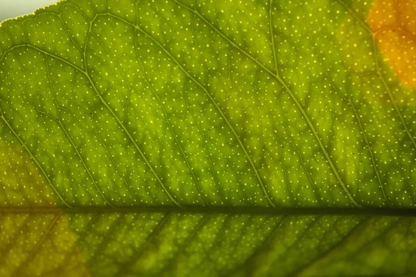 Grünes Blatt Aus Nächster Nähe Laubpflanzenmakro Blattstruktur Ist Extrem Eng — Stockfoto