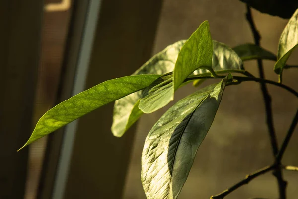 緑の葉のクローズアップ 落葉植物マクロ 葉の構造は非常に近く — ストック写真