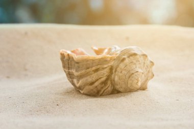 çok renkli deniz kabukları denizin yanındaki kumun üzerinde kaotik bir şekilde yatar. Makro fotoğrafçılık. Yakın plan kavramı, kopyalama alanı.