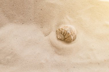 çok renkli deniz kabukları denizin yanındaki kumun üzerinde kaotik bir şekilde yatar. Makro fotoğrafçılık. Yakın plan kavramı, kopyalama alanı.