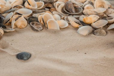 çok renkli deniz kabukları denizin yanındaki kumun üzerinde kaotik bir şekilde yatar. Makro fotoğrafçılık. Yakın plan kavramı, kopyalama alanı.