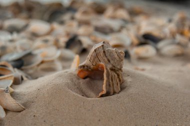 çok renkli deniz kabukları denizin yanındaki kumun üzerinde kaotik bir şekilde yatar. Makro fotoğrafçılık. Yakın plan kavramı, kopyalama alanı.