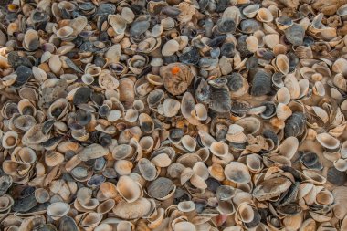 çok renkli deniz kabukları denizin yanındaki kumun üzerinde kaotik bir şekilde yatar. Makro fotoğrafçılık. Yakın plan kavramı, kopyalama alanı.