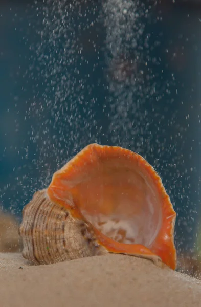 Multicolored River Seashells Lie Chaotically Sand Next Sea Macro Photography — Stock Photo, Image