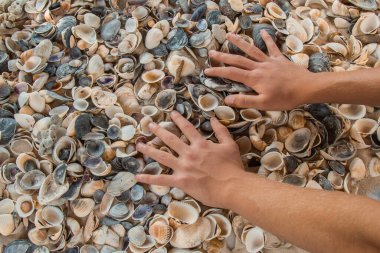 çok renkli deniz kabukları denizin yanındaki kumun üzerinde kaotik bir şekilde yatar. Makro fotoğrafçılık. Yakın plan kavramı, kopyalama alanı.