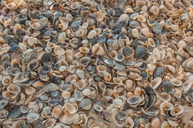 çok renkli deniz kabukları denizin yanındaki kumun üzerinde kaotik bir şekilde yatar. Makro fotoğrafçılık. Yakın plan kavramı, kopyalama alanı.