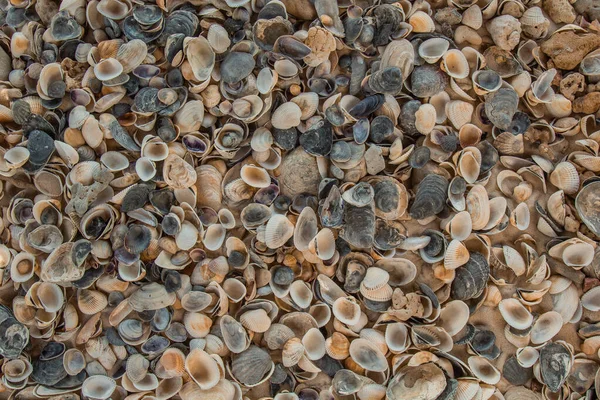 çok renkli deniz kabukları denizin yanındaki kumun üzerinde kaotik bir şekilde yatar. Makro fotoğrafçılık. Yakın plan kavramı, kopyalama alanı.