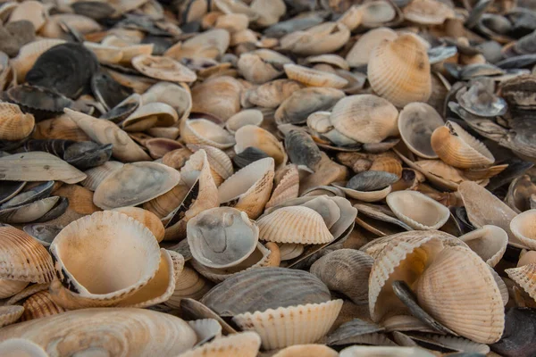 Conchas Marinas Río Multicolores Yacen Caóticamente Arena Junto Mar Fotografía —  Fotos de Stock