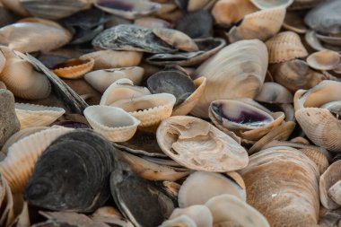 çok renkli deniz kabukları denizin yanındaki kumun üzerinde kaotik bir şekilde yatar. Makro fotoğrafçılık. Yakın plan kavramı, kopyalama alanı.