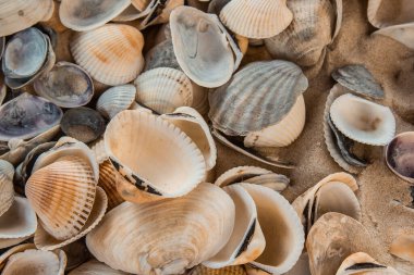çok renkli deniz kabukları denizin yanındaki kumun üzerinde kaotik bir şekilde yatar. Makro fotoğrafçılık. Yakın plan kavramı, kopyalama alanı.