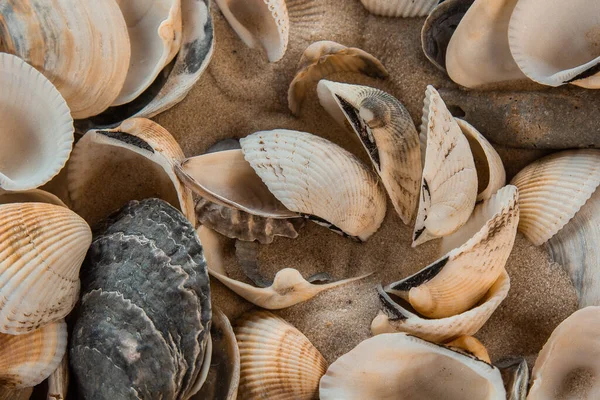 çok renkli deniz kabukları denizin yanındaki kumun üzerinde kaotik bir şekilde yatar. Makro fotoğrafçılık. Yakın plan kavramı, kopyalama alanı.
